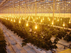 Воздействие светодиодной лампы на растнния