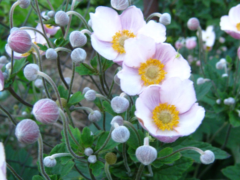Многолетний цветок анемона японская розовая                         