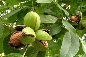 Как вырастить ореховое дерево из ореха грецкого