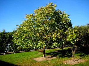 Дерево грецкий орех