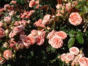 Особенности выращивания роз