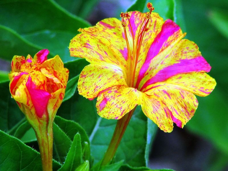 Удивительные цветы - Мирабилис