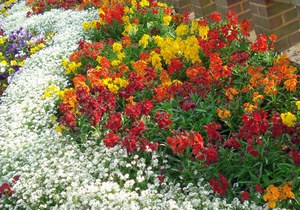 Неприхотливые  долгоцветущие цветы для сада