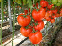 Тепличные сорта томатов