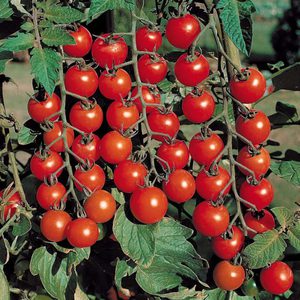 Как вырастить томаты в теплице