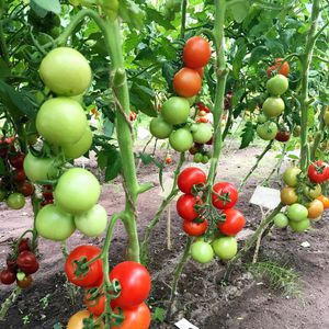 Правила выращивания томатов 