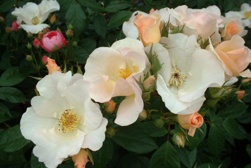 Морщинистая роза, или роза ругоза: описание, особенности выращивания иухода, виды и сорта