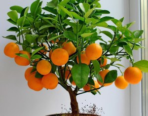 Как вырастить мандарин из косточки в домашних условиях. Инструкция.