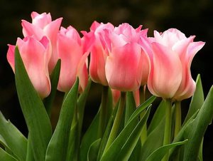 Лилиецветная группа тюльпанов