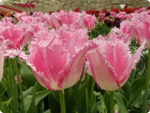 Основные разновидности тюльпанов