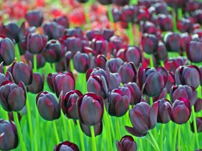 Тюльпаны: сорта и разновидности 