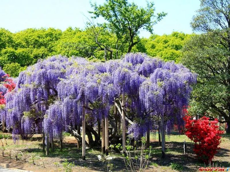 Глициния - очень красивое дерево