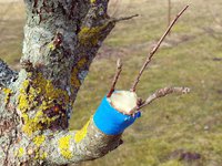 Прививка плодовых деревьев весной