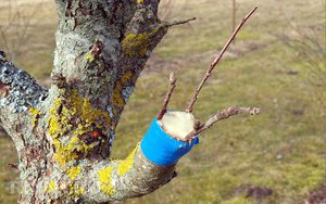 Прививка плодовых деревьев весной 